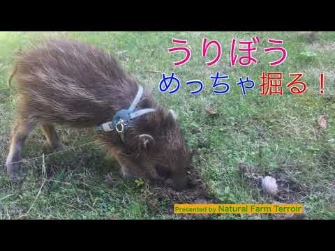 うりぼう（イノシシの子供）めっちゃ掘る！ A baby of Japanese wild boar is powerfully digging ...
