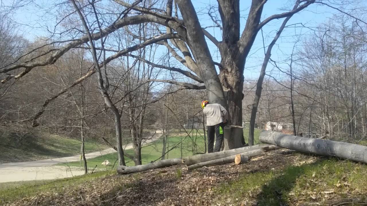 SOS Tree services - YouTube