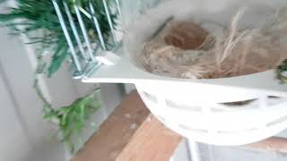 4. Srpnja 2019.Chardonneret , El Jilguero,Bird , Cardellino Pezzato