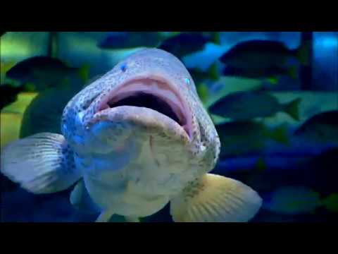 ATLANTIS THE PALM DUBAI