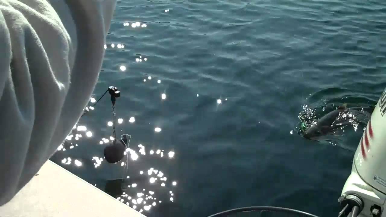 Swan Lake Bull Trout.  Where's the net