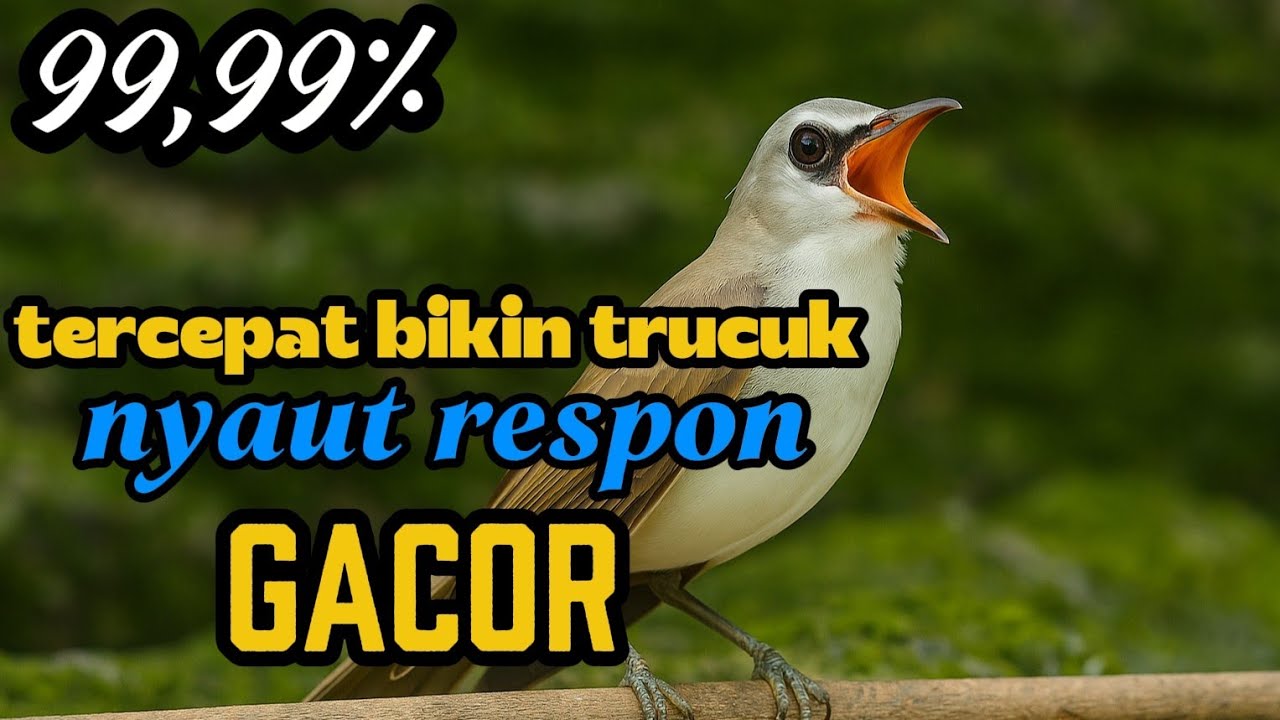 Trucukan gacor ropel panjang sangat ampuh bikin semua jenis trucukan nyaut