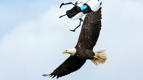 Flying like an Eagle | Portal 2