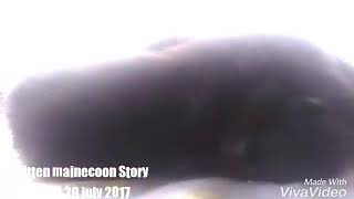 Baby Mainecoon Story D.o.b 29 July 2017