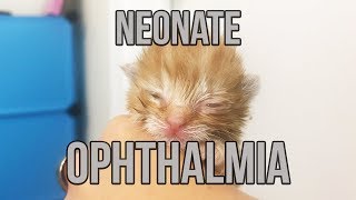 Neonate Ophthalmia in a Newborn Kitten