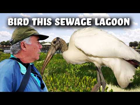 BIRDING Over Florida's Sewage Lagoons is UNBELIEVABLE