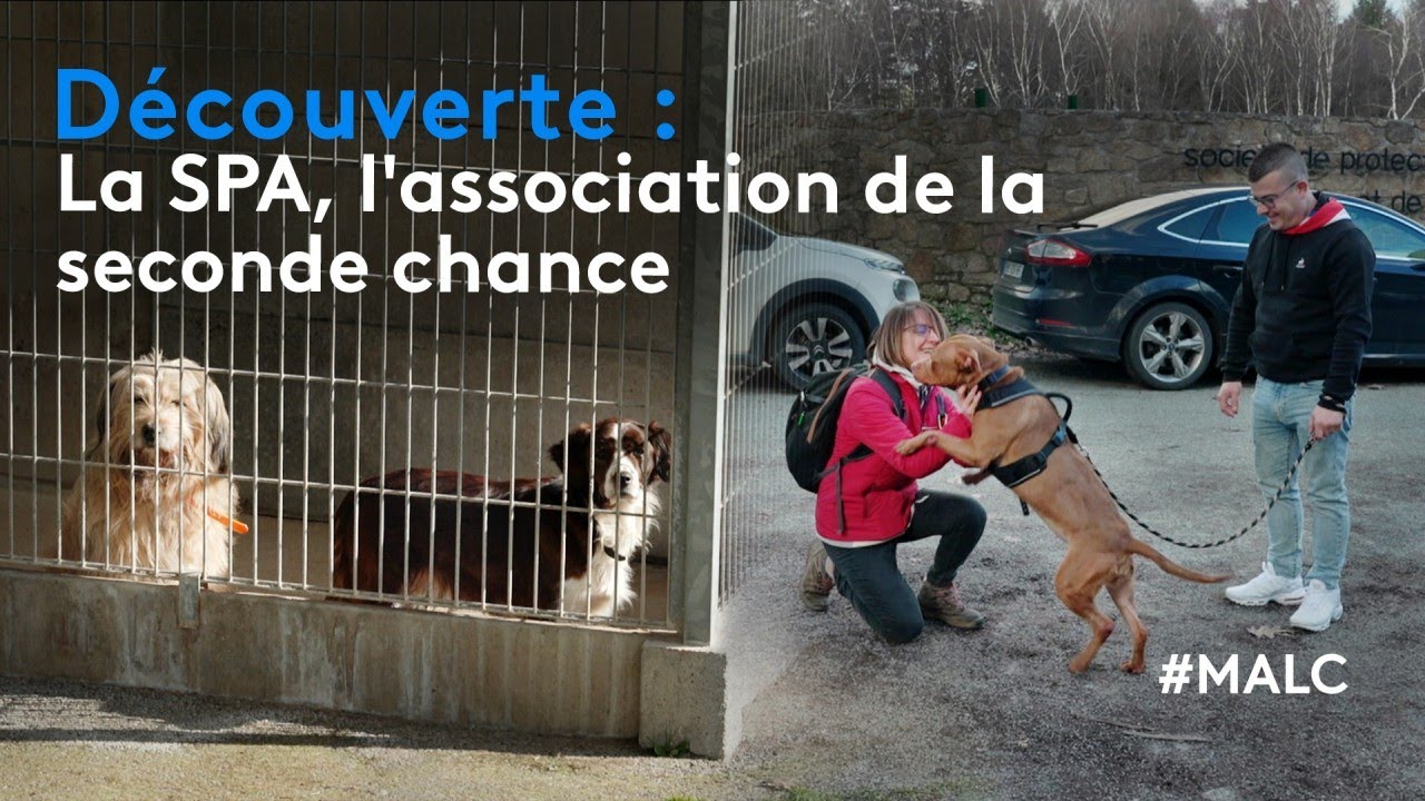 Découverte : la SPA, l'association de la seconde chance