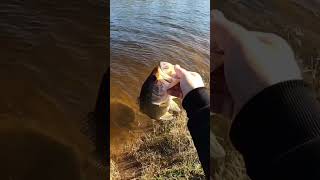 Celebrity The 13 Fishing Concept C2 Made EASY Work of This Largemouth Bass #13fishing #concept #c2 #bass #fish Profile