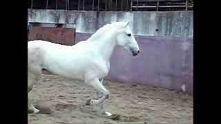 White Lusitano Stallion 4 Years Old