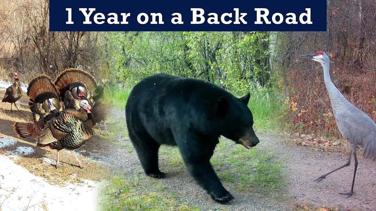 So Many Animals Walked Down this Old Road in 1 Year!