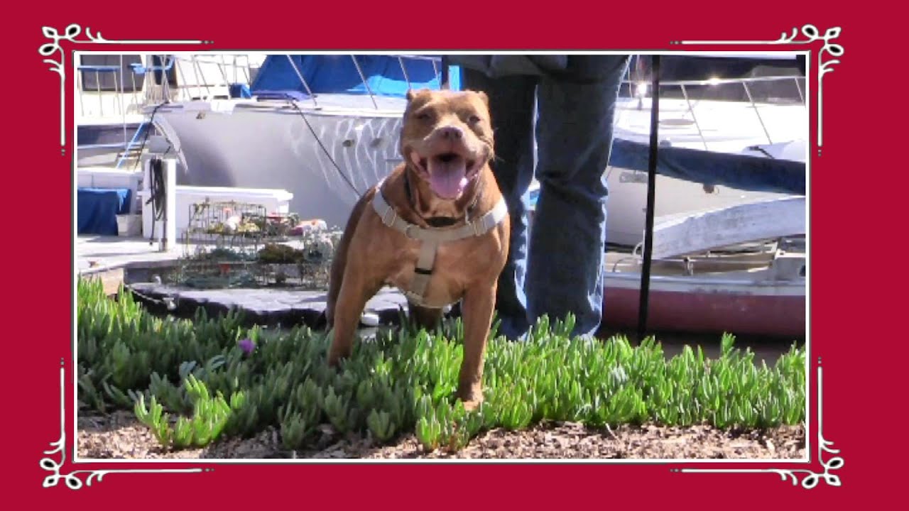 santas RED ANGEL - ADOPTED