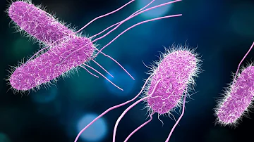 ¿Dónde se encuentra principalmente la Salmonella?