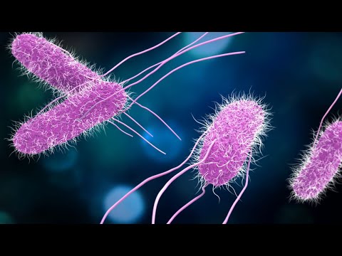 Video: Enfermedad Bacteriana Contagiosa Debida A Salmonella En Jerbos