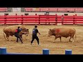 청도소싸움경기장 2경기 (홍)강구 vs (청)토르 25.7.12(토)