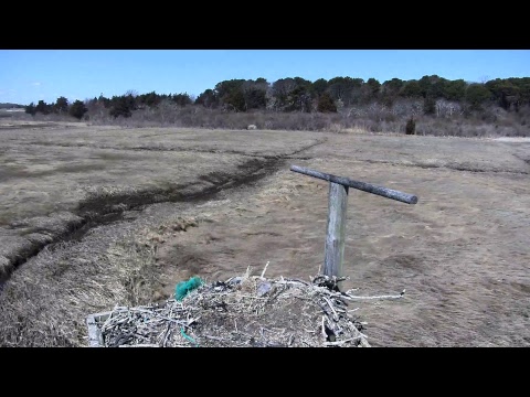 camera iphone 8 plus apk Cape Cod Museum of Natural History Live Stream
