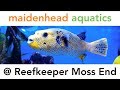 Maidenhead Aquatics @ Reefkeeper Moss End