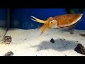 Cuttlefish vs Crab