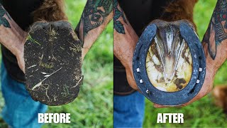 Farrier Full Hoof Restoration | Satisfying ASMR