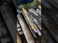 Razor Clam / マテ貝