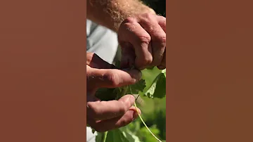 Дыни и у нас могут быть сладкими и сочными! Главное повторите это