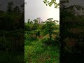 Green evening sunlight on my village  a beautiful green nature