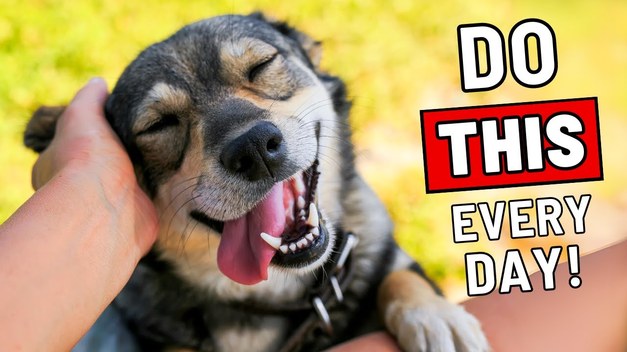 Do This and You Will Win Your Dog's Trust for Life - YouTube