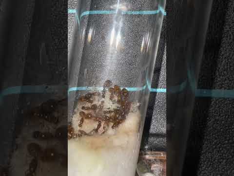 Video: Ugninės skruzdėlės: aprašymas ir nuotrauka