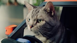 ”ねこ用軽自動車”「にゃっさんデイズ」爆誕！日産デイズのCMを完コピ