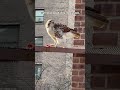 Spotted this incredible red-tail hawk chowing down on a rat right in the middle of Manhattan! #nyc