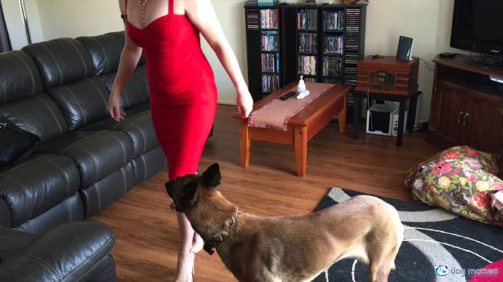 Every Dog Matters - Treat Your Small Dog Like A Dog