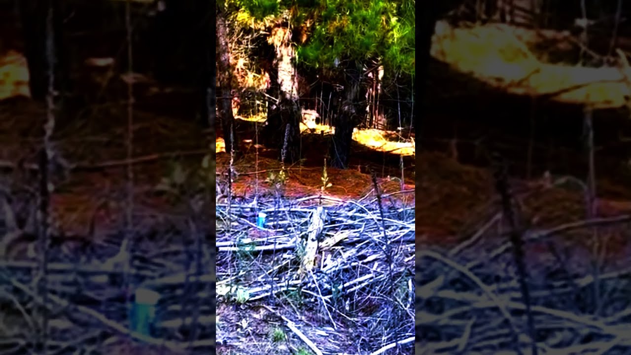 Kangaroos in Pine Forest🌲🦘