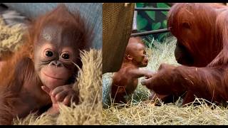 Foster Mom Love 💕 Baby Orangutan Weila \u0026 Acara’s Heartwarming Bond