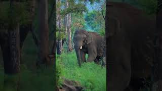 #trending #elephant #kerala #forest #nature #kgf #music #weekend #wildlife #rasi #animals #bgm