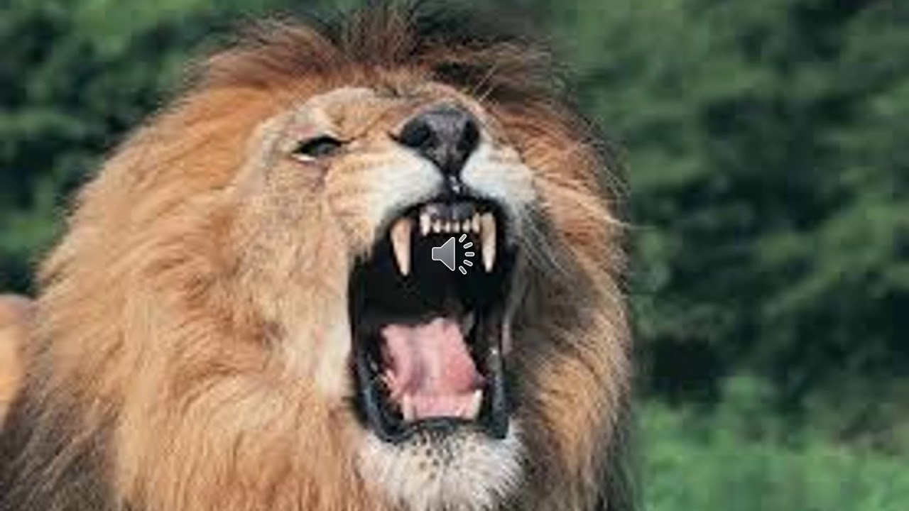 Lions Roar Sound Of A Lion Youtube