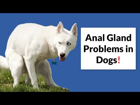 वीडियो: कुत्तों (और बिल्लियों) में गुदा ग्रंथि की समस्याएं