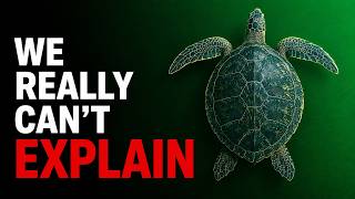 How the Turtle Got Its Shell — Ancient DNA Finally Revealed The Truth