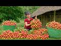 [TIMELAPSE] -- 668 Days Harvesting A Lot Of Lychee, Wild Fruits, Jackfruit Go To Village Market Sell