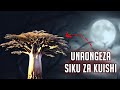 MTI WA MIUJIZA MTI WA AJABU UNAO ONGEZA MIAKA YA KUISHI ZIJUE SIRI NA MATUMIZI YAKE MTI WA MIUJIZA MTI WA AJABU UNAO ONGEZA MIAKA YA KUISHI ZIJUE SIRI NA MATUMIZI YAKE