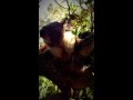 WILD LIFE Sydney Zoo Koala Scratch