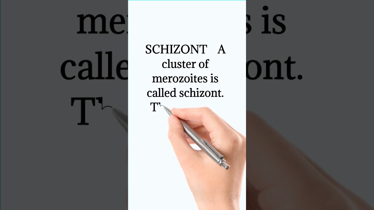 Schizont Short definitions of biology  