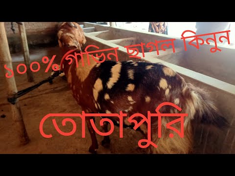 ভিডিও: তোতা সম্পর্কে সব