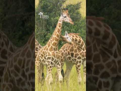 Giraffes evolved to be the PERFECT fighters? 🦒🤺