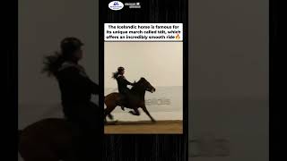 The Horse That Glides Like lt's Floating-Iceland's Tolt 🔥