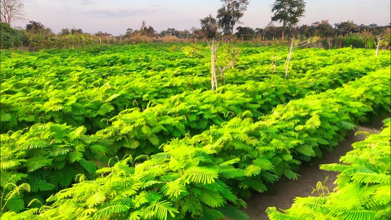 My morning activities include watering the plants and weeding the garden.