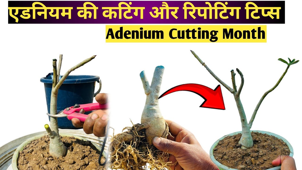 मार्च अप्रैल और मई में करो एडिनियम की कटिंग या रिपॉटिंग | Adenium Cutting And Repotting Tips | Plant