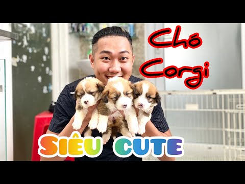 Video Chó Corgi siêu dễ thương | Ghé thăm trại chó A Đông và... - youtube