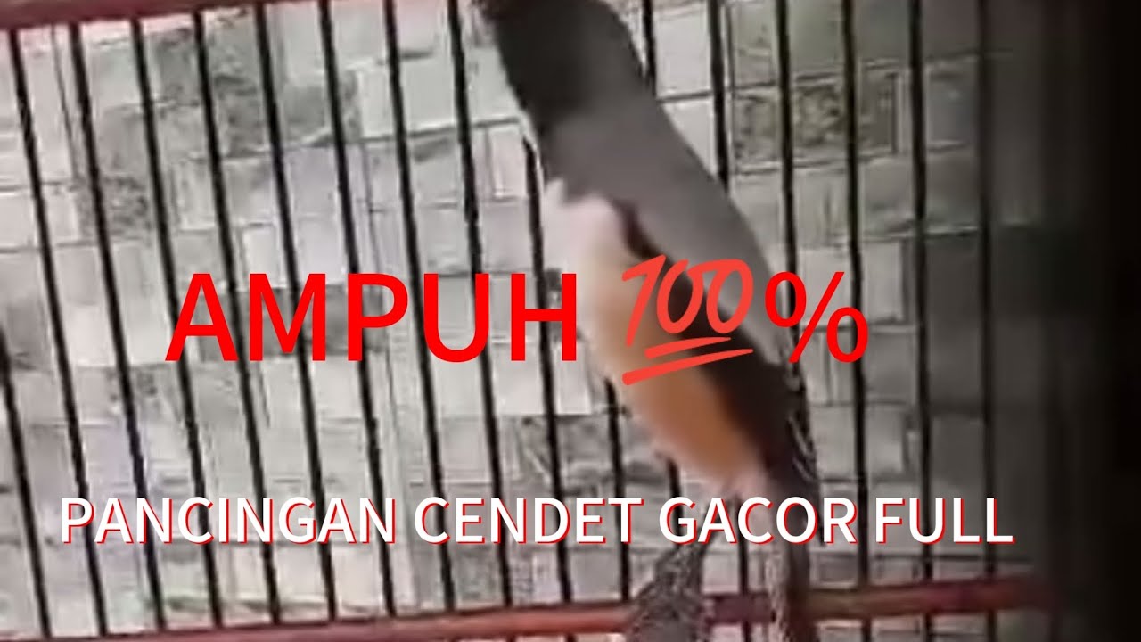 MASTERAN AMPUH BURUNG CENDET GACOR FULL 