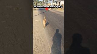 no one can beat their loyalty❤️🐶..#dogslove #animals #dogstatus#village__voice #viralvideo