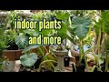 Garden centre tour  indoor plants and more