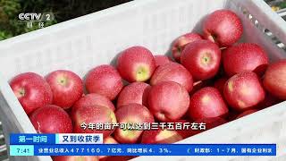 [第一时间]又到收获季 陕西延安：40万吨早熟苹果抢“鲜”上市| 财经风云